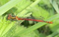/album/my-local-birding-gallery/large-red-damselfly-jpg/